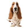Hush Puppies